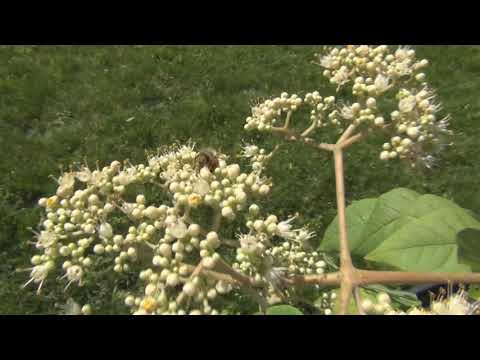 Korean Evodia Tree Attracting Bees