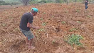 Plantio de muda de grama para pasto.