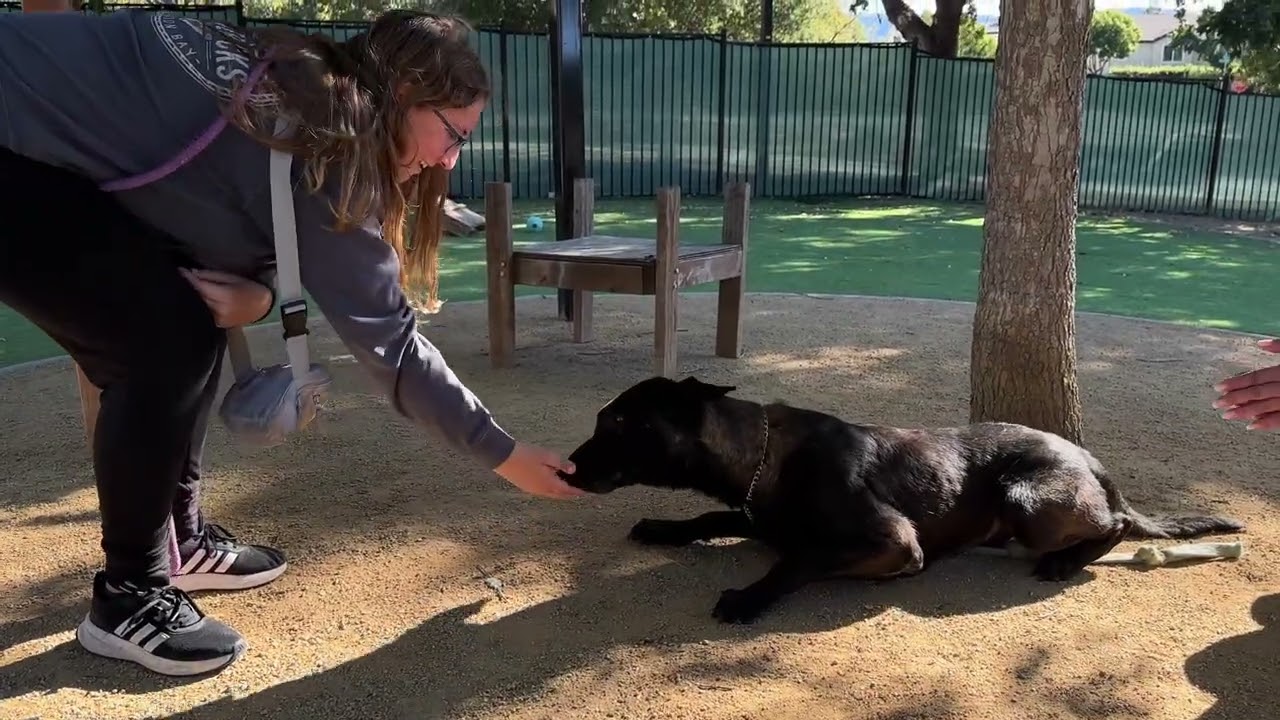 Enlarge Gaston, a ADOPTABLE Belgian Shepherd / Malinois in Dublin, CA video 6/6