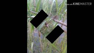 Download lagu MP3 PIKAT KERAKBASI ALIS HITAM TERBARU mp3 Download lagu MP3 PIKAT KERAKBASI ALIS HITAM TERBARU mp3