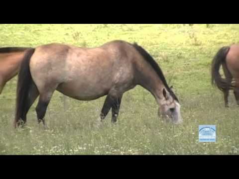 LA INVERNADA DO ITAPORORÓ 2 YT WC SD 5.mp4