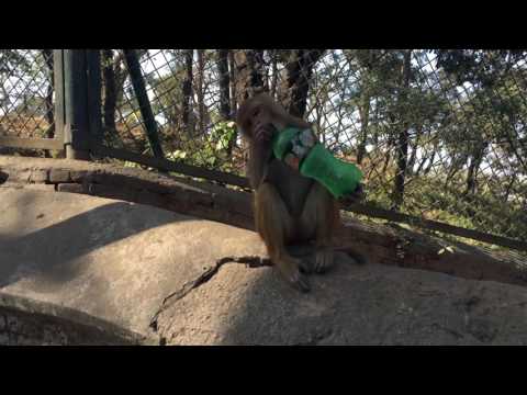 20 Monks in a Hammock - Full Moon Festival