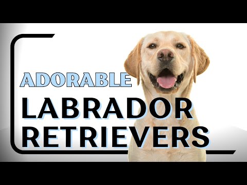 1 Hour of Adorable Labrador Retrievers - Cute Labrador Compilation