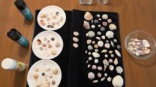 How to Clean and Polish Shells for Display - Best Instructions & Tips