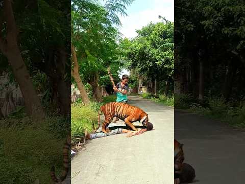 TIGER ATTACK LOCAL FOREST 🌲🥺 #tiger #lion #cheetah #bagh #viralshorts #animals #lion #shortsviral