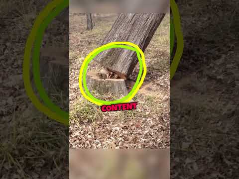 😲 Man shocked by Hidden Secret Inside Tree! 🌳🐾 Must See! #youtubeshorts #shorts #short