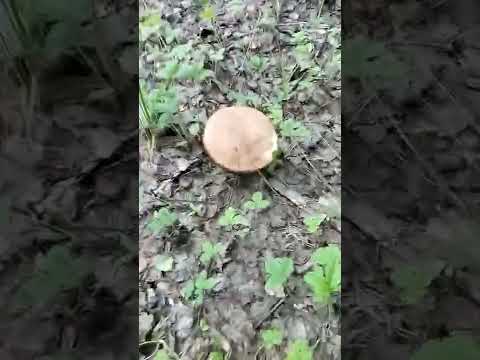 грибы Башкирии