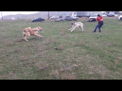Чемпионат Дагестана - ОБЗОР молодых собак!