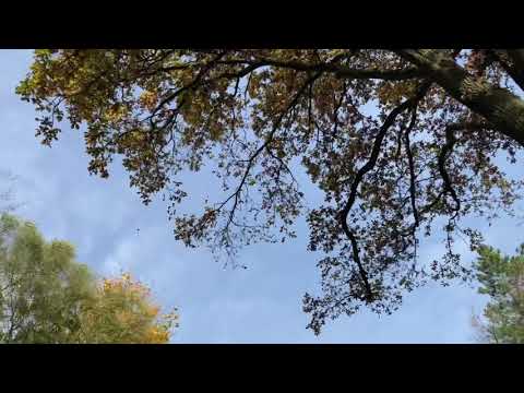 Flo Mega - Herbstferien ( für Johanna ❤️)( prod. Dramadigs )