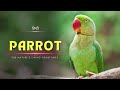 Parrot – The Nature's Living Gemstones – [Hindi] – Infinity Stream