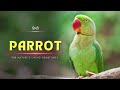 Parrot The Nature S Living Gemstones Hindi Infinity Stream