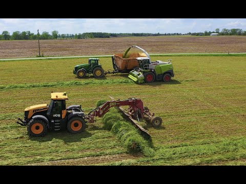 Making COW CHOW. Wheat silage HARVEST 2020