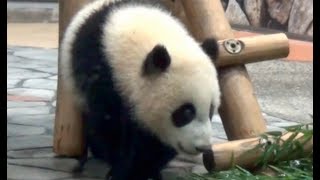 preview picture of video '和歌山 パンダ 動物園　優浜'
