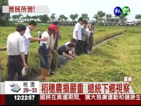 稻穗遇大雨"泡湯" 總統嘉義視察