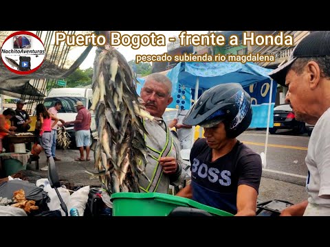 Puerto Bogotá venta de pescado de la subienda rio Magdalena frente a Honda Tolima que encontramos