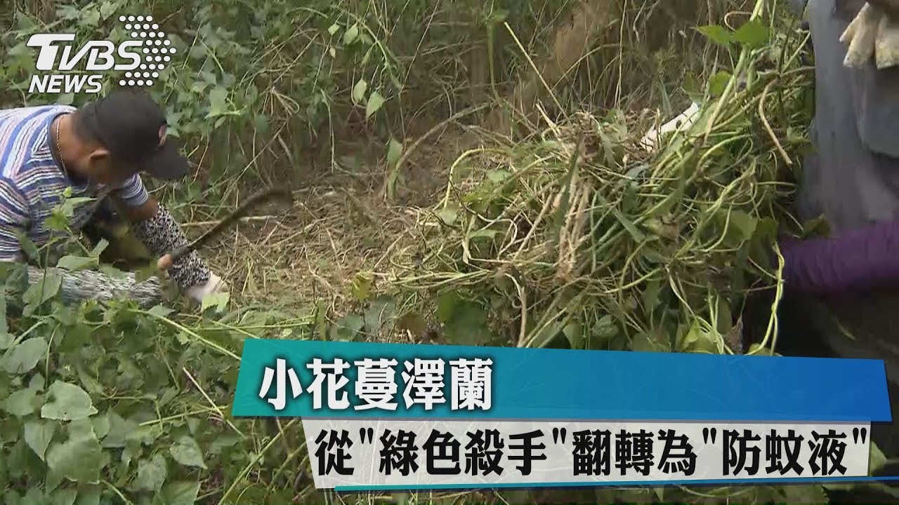 小花蔓澤蘭 從綠色殺手翻轉為防蚊液