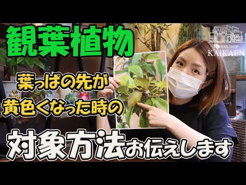 メキシコオレンジの木が枯れるのはなぜですか?枯れかけた植物の葉が黄色くなる 4 つの一般的な原因  庭園