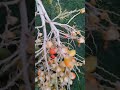 Christmas Palm Tree🌴 fruits #shorts #christmas #palm #tree #fruits #nature