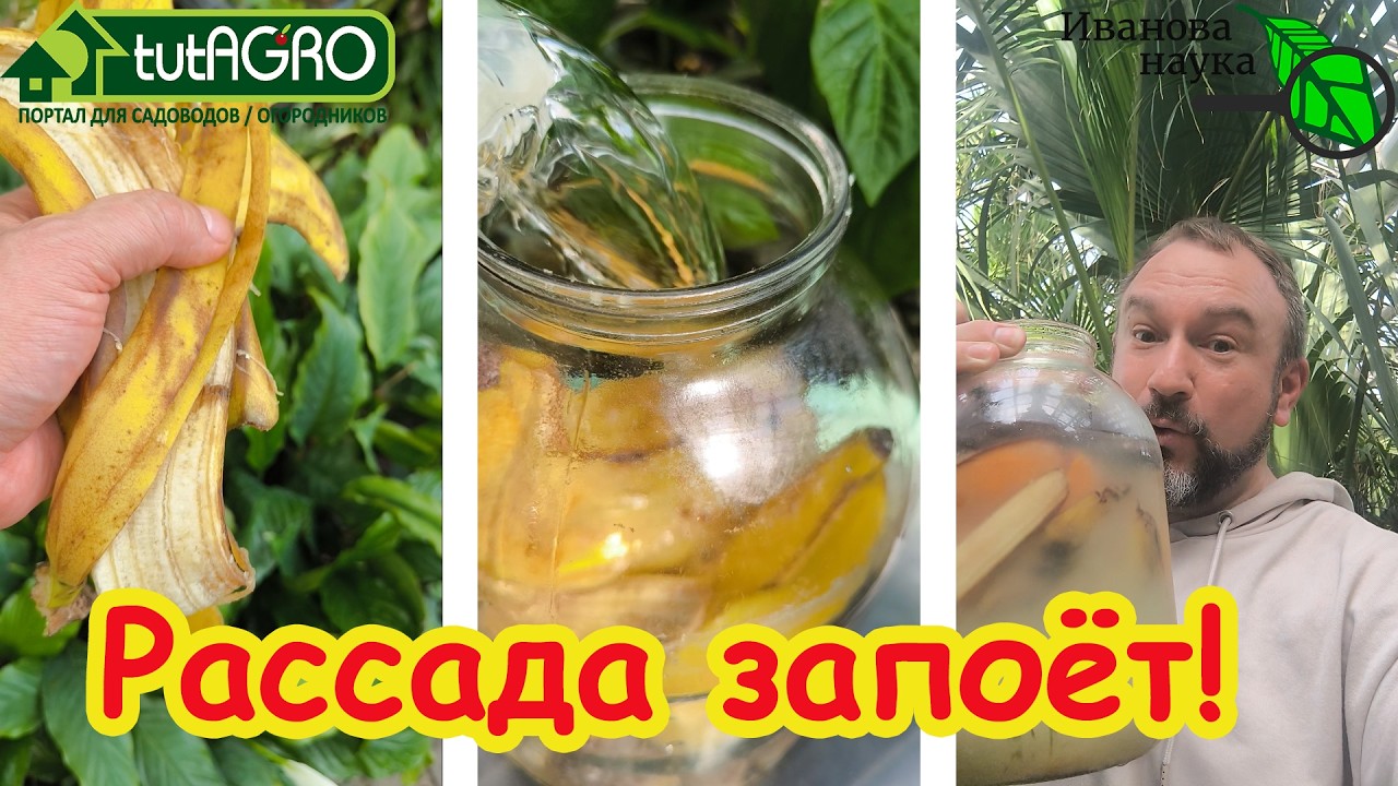 РАССАДА БУДЕТ ТОЛСТОЙ! Как ПРАВИЛЬНО готовить удобрение из банановых шкурок