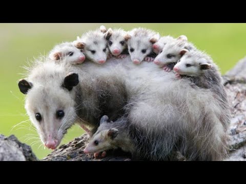 メキシコのオポッサムについて詳しく解説