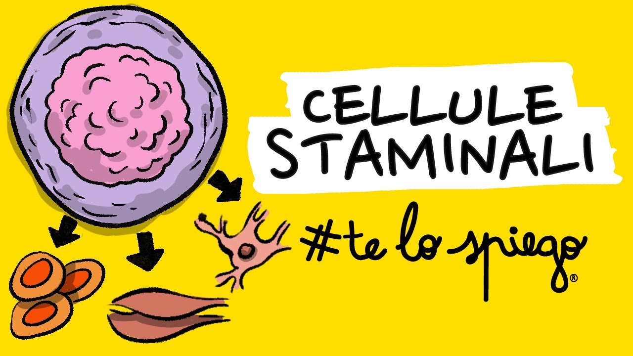 CHE COSA SONO E COME FUNZIONANO LE CELLULE STAMINALI (e anche un po' la leucemia) | #TELOSPIEGO!