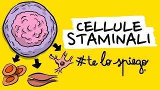 CHE COSA SONO E COME FUNZIONANO LE CELLULE STAMINALI (e anche un po' la leucemia) | #TELOSPIEGO!
