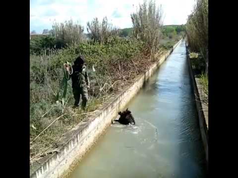 Rescate de un jabalí caído en una acequia