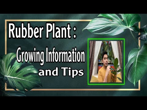 , title : 'How to Care Ficus Elastica l Rubber Plant l tunay na buhay vlog'