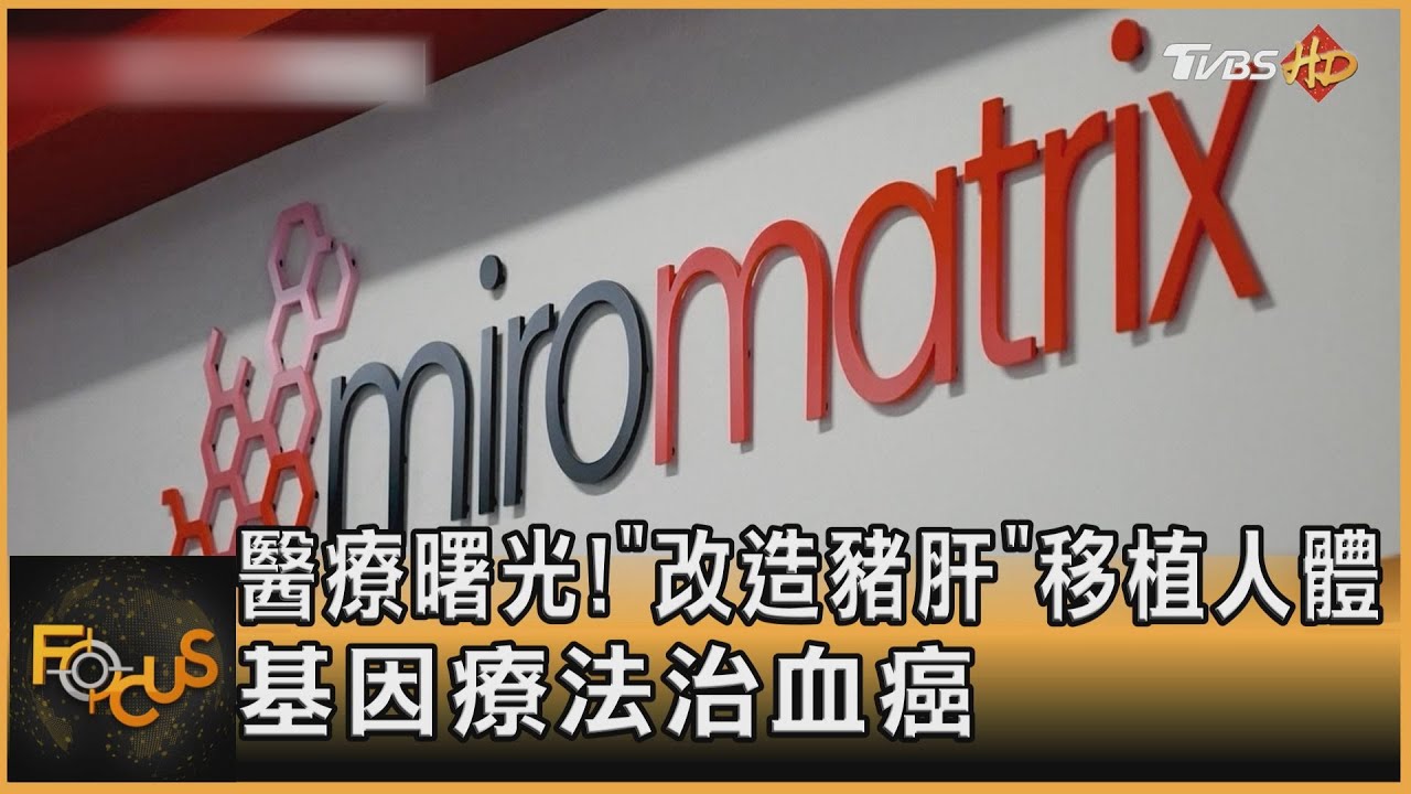 醫療曙光！「改造豬肝」移植人體　基因療法治血癌