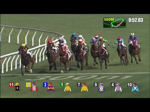 27/1/2021 (374) Tigerlad -  J Moreira