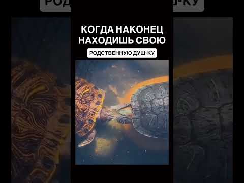 Так самец черепахи ухаживает за самкой. Его способ сказать: ты мне нравишься…⬇️