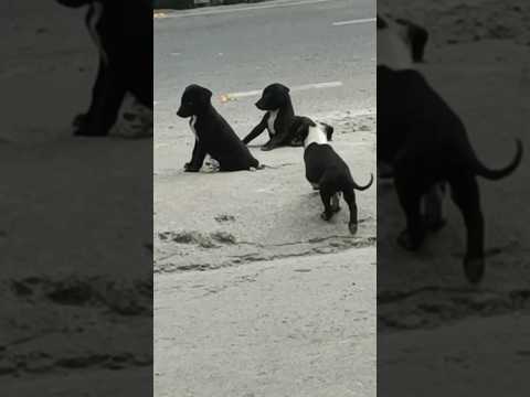 5 dog 🐕 baby Sadar bazar muzaffarnagar