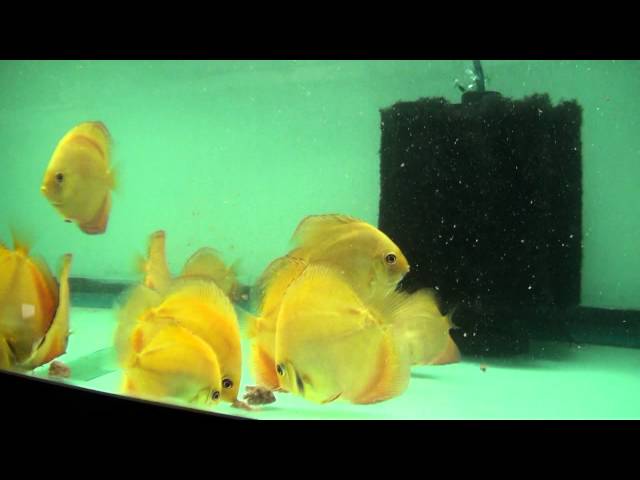 Discus Fish Feeding Tip