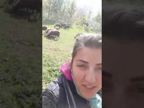 Federica Minorini e il suo allevamento