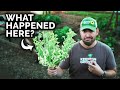 I FINALLY Figured Out How to Grow Broccoli & Cauliflower