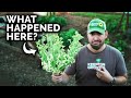 I FINALLY Figured Out How To Grow Broccoli Cauliflower
