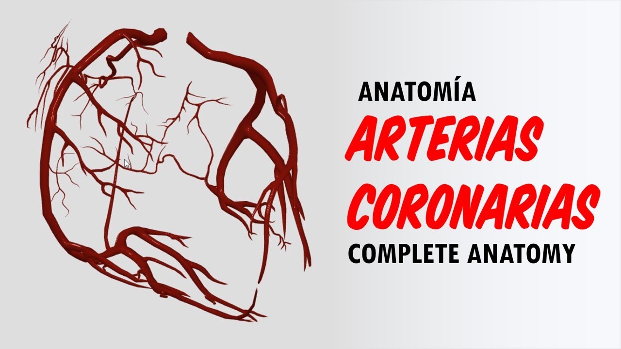 ANATOMIA EN 3D - ARTERIAS CORONARIAS (Origen, Trayecto, Ramas, Variantes Anatómicas)
