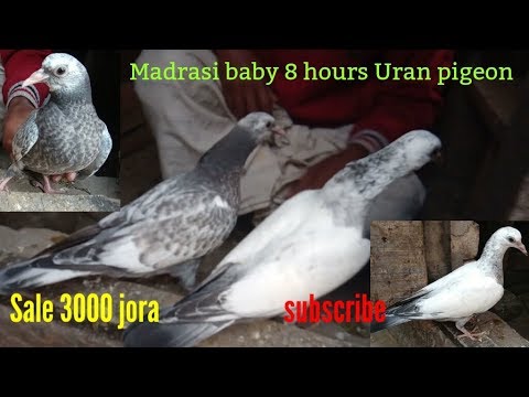 Madrasi kabootar "7 to 8 hours uran wale kabutar ka Baby"  by Raza Photography & Technical Video