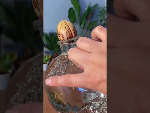 Growing A Chia Pet | TikTok: @mtplanters