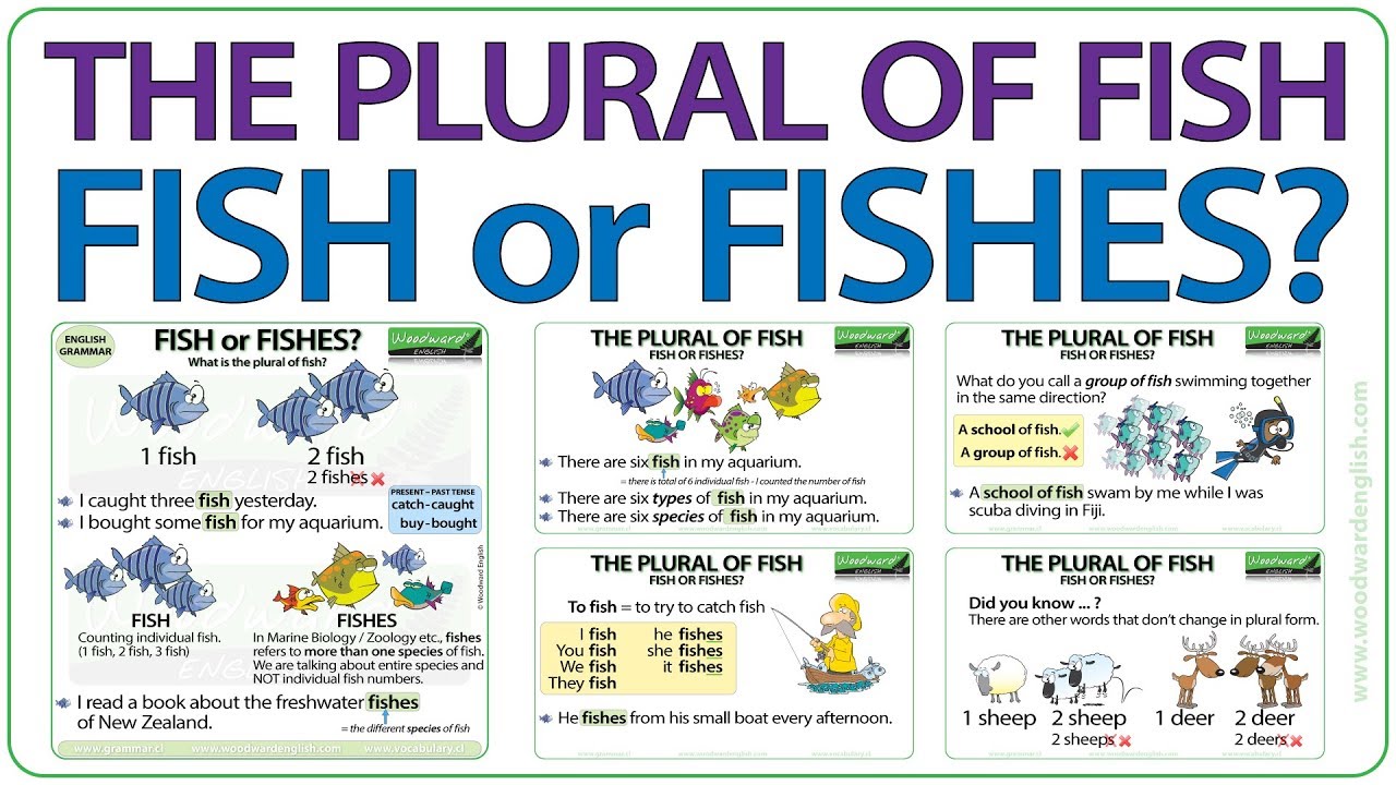 Quantities в английском языке. Quantifiers в английском. Fish much or many. Fish much or many. Fish much or many.