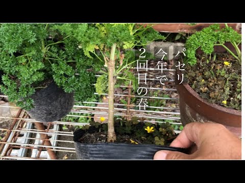 園芸 パセリの葉のライラック、ラシニアテッド ライラック