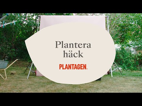 Plantera häck