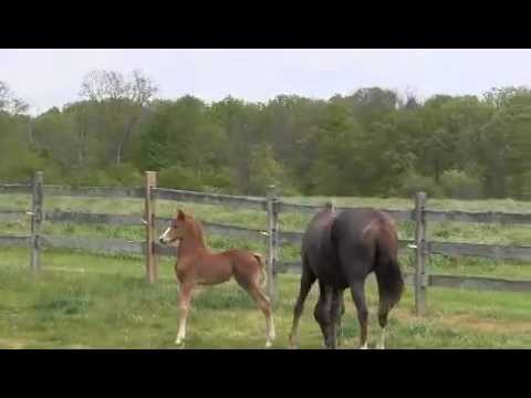 SOLD Aljaks Miss Whams 2012 filly by Minion Millennium