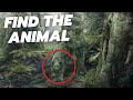 Can you find all the hidden animals? - QUIZ