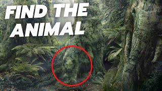 Can you find all the hidden animals? - QUIZ