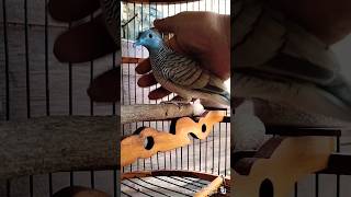 Download lagu Wisnu Murti Muda Hutan Lokal Alam Perkutut Bertuah #suaraperkutut @RantingCristal mp3 Download lagu Wisnu Murti Muda Hutan Lokal Alam Perkutut Bertuah #suaraperkutut @RantingCristal mp3