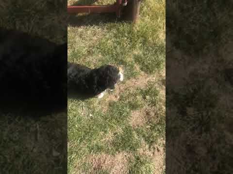 Eli - Bernedoodle, Mini puppy for sale