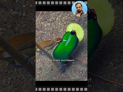 The magnificent bird of paradise #shorts