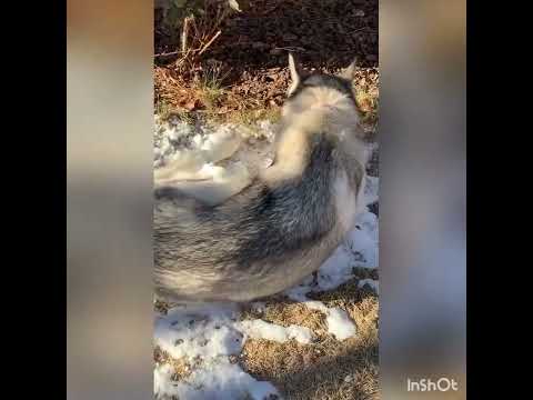 Ibby the best dog ever 2022 edition!