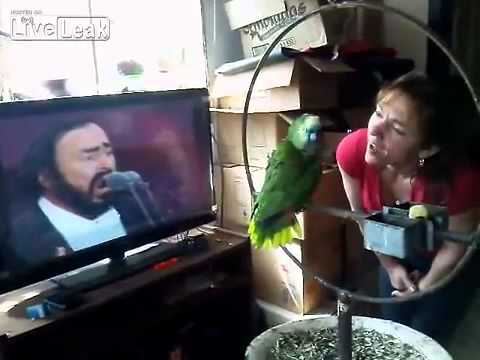Un papagal a început să cânte operă mai ceva ca Pavarotti! Nu credeai că așa ceva există! (VIDEO)